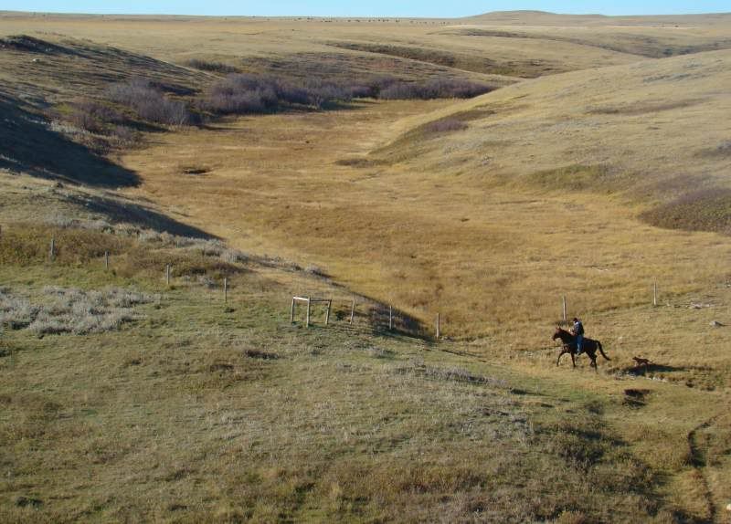 Gathering Cattle - Cattle