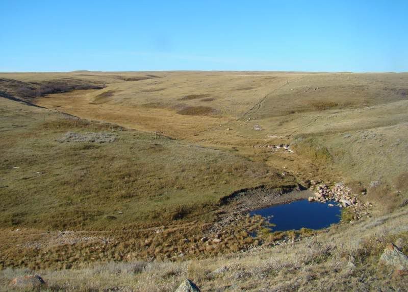 Gathering Cattle - Cattle