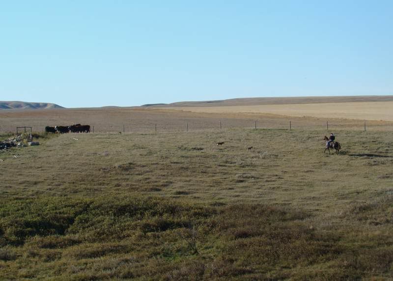 Gathering Cattle - Cattle