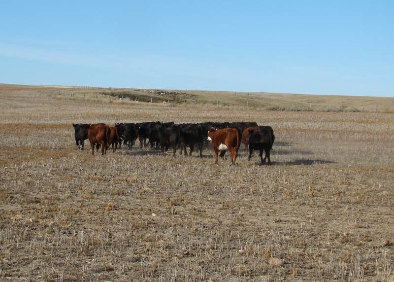 Gathering Cattle - Cattle