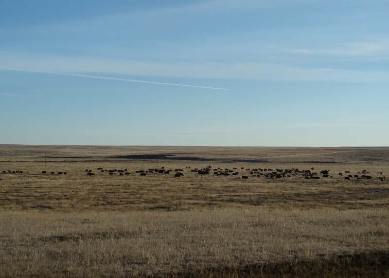 Gathering Cattle - Cattle