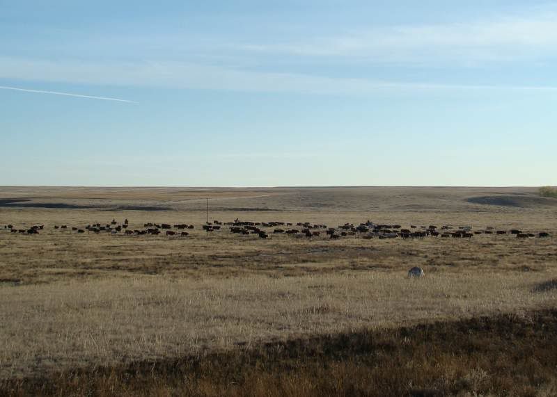 Gathering Cattle - Cattle