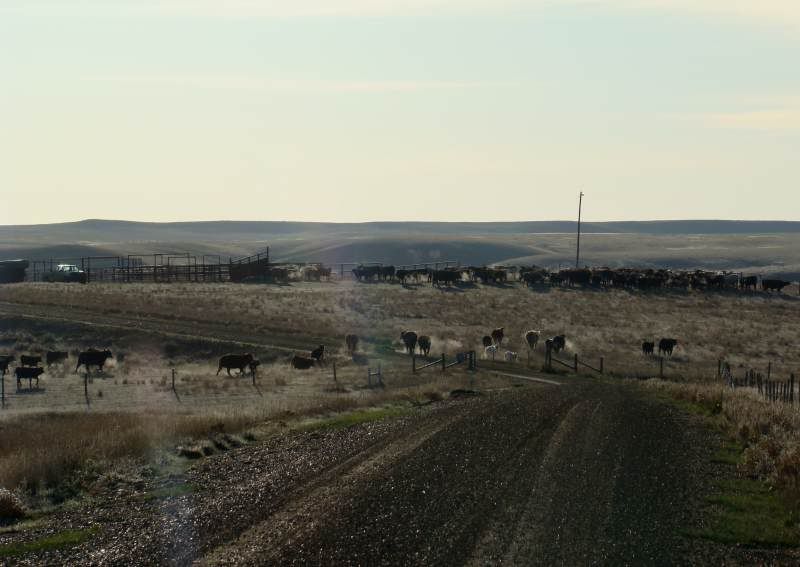 Gathering Cattle - Cattle