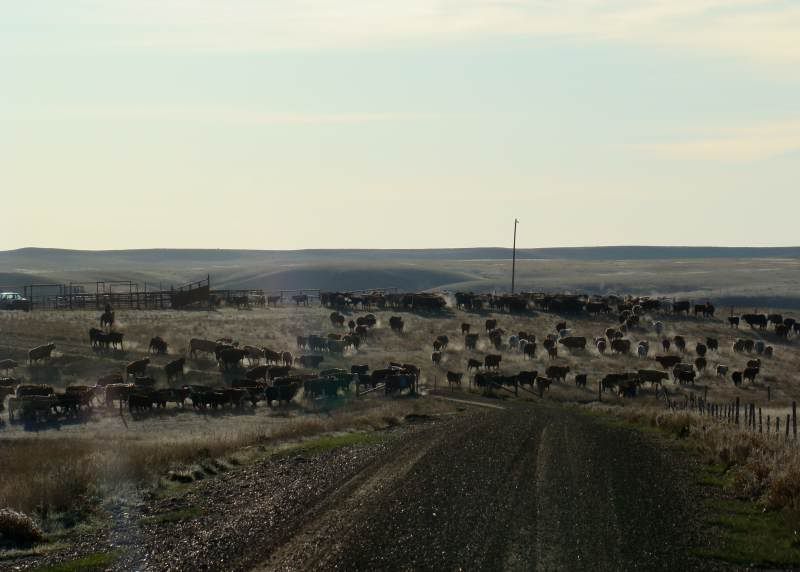Gathering Cattle - Cattle
