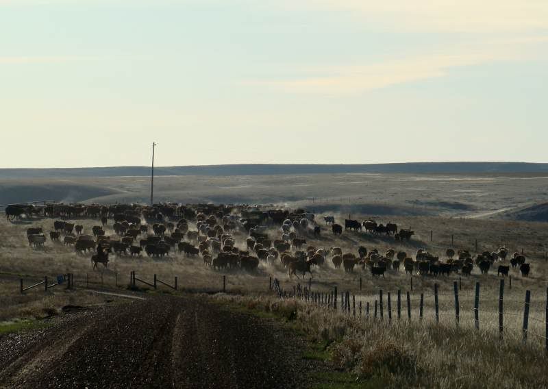 Gathering Cattle - Cattle