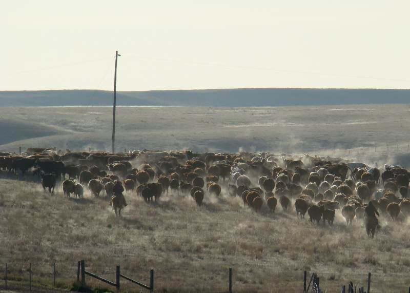 Gathering Cattle - Cattle