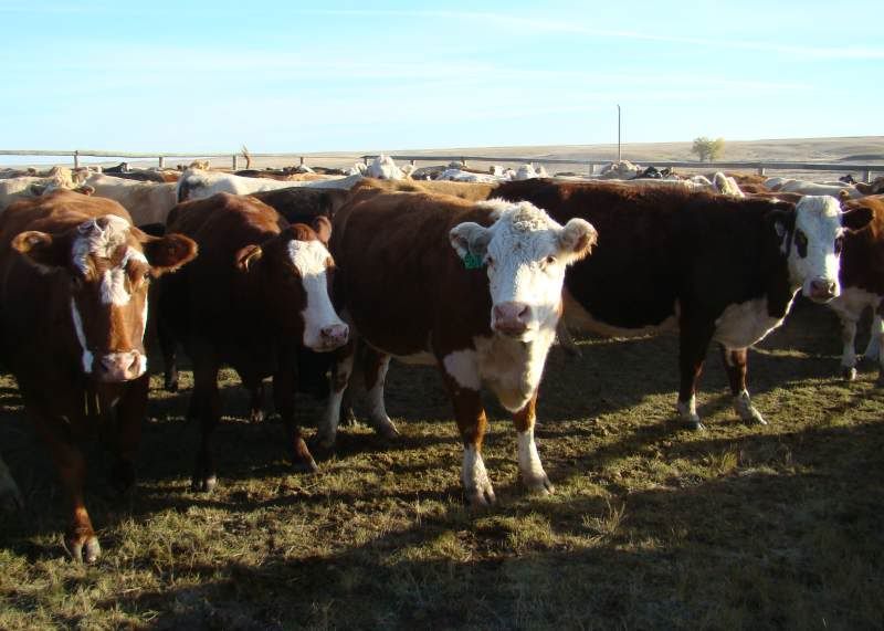 Gathering Cattle - Cattle