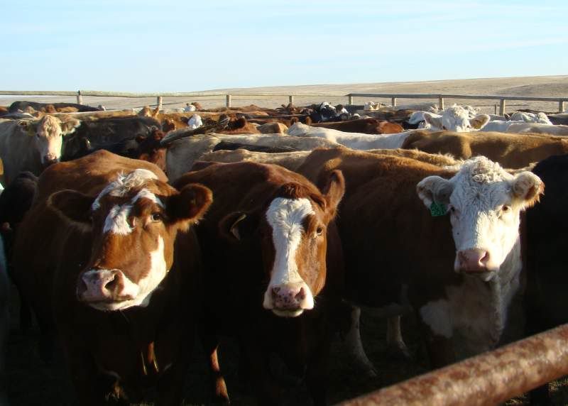 Gathering Cattle - Cattle