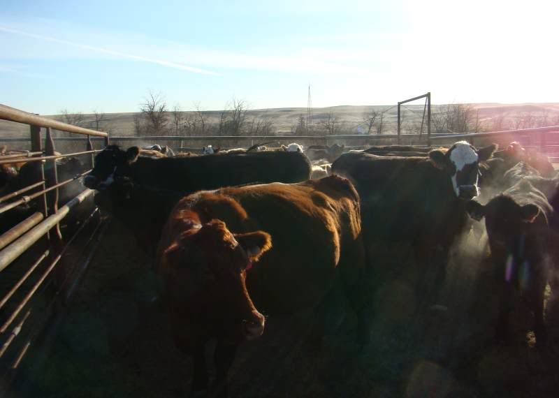 Gathering Cattle - Cattle