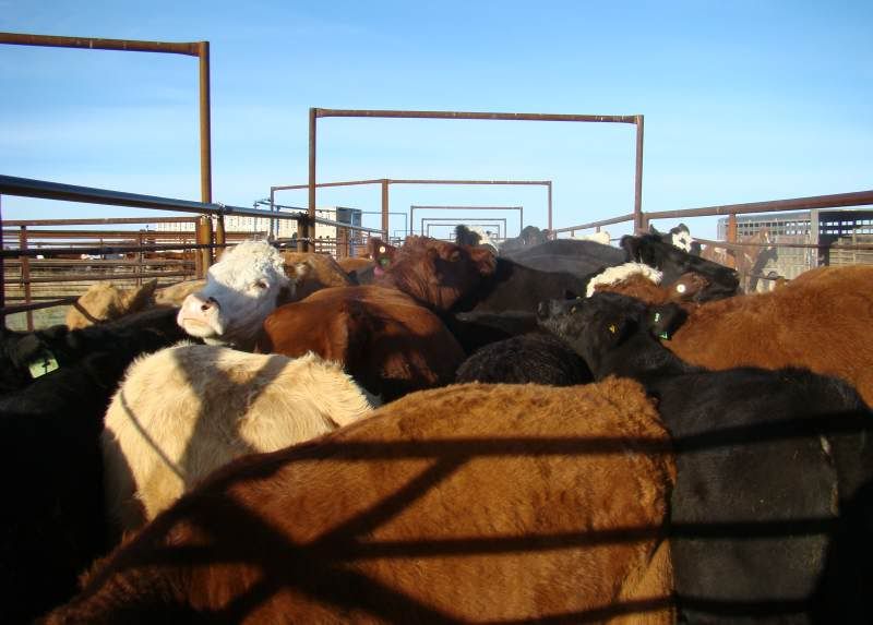 Gathering Cattle - Cattle