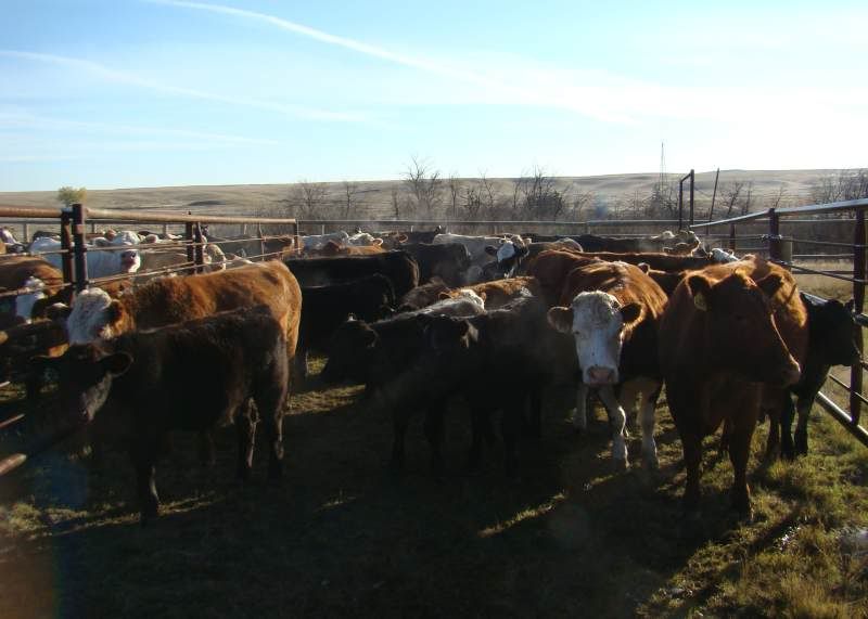 Gathering Cattle - Cattle