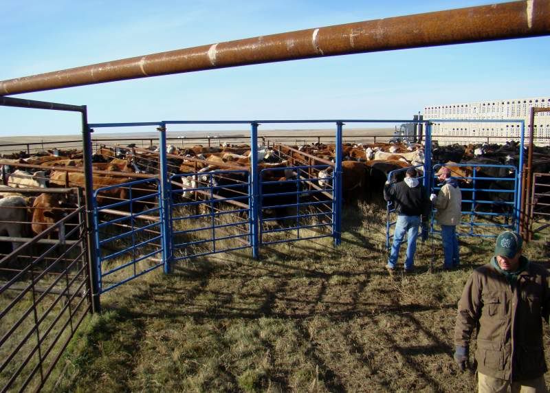 Gathering Cattle - Cattle