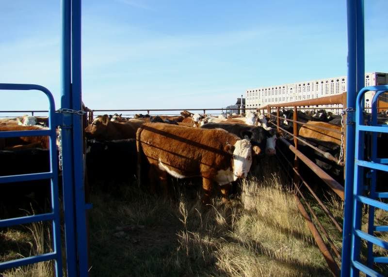 Gathering Cattle - Cattle