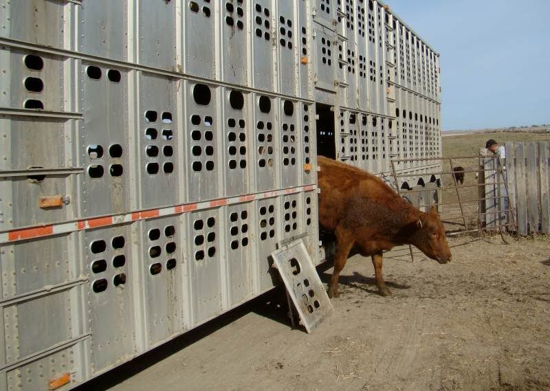 Gathering Cattle - Cattle