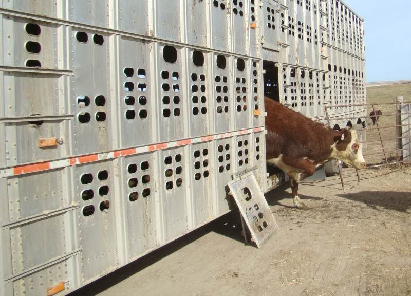 Gathering Cattle - Cattle