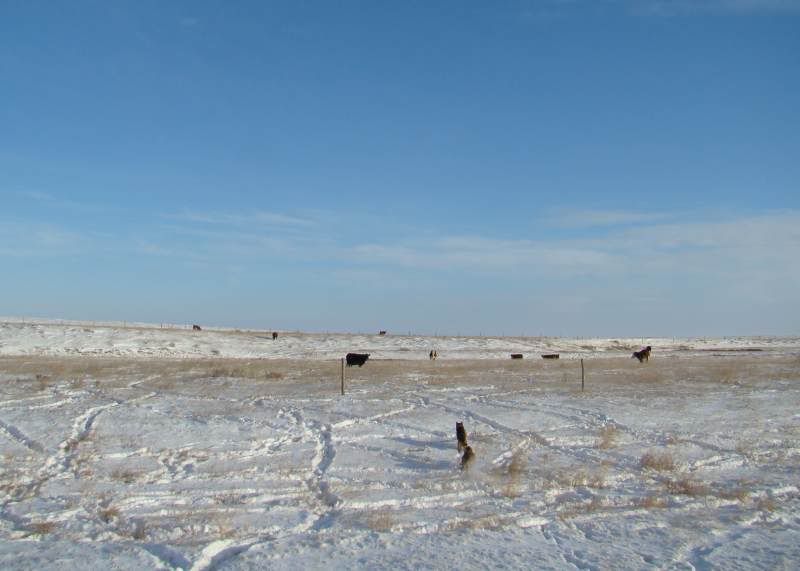 Moving Cows(photos) - Cattle