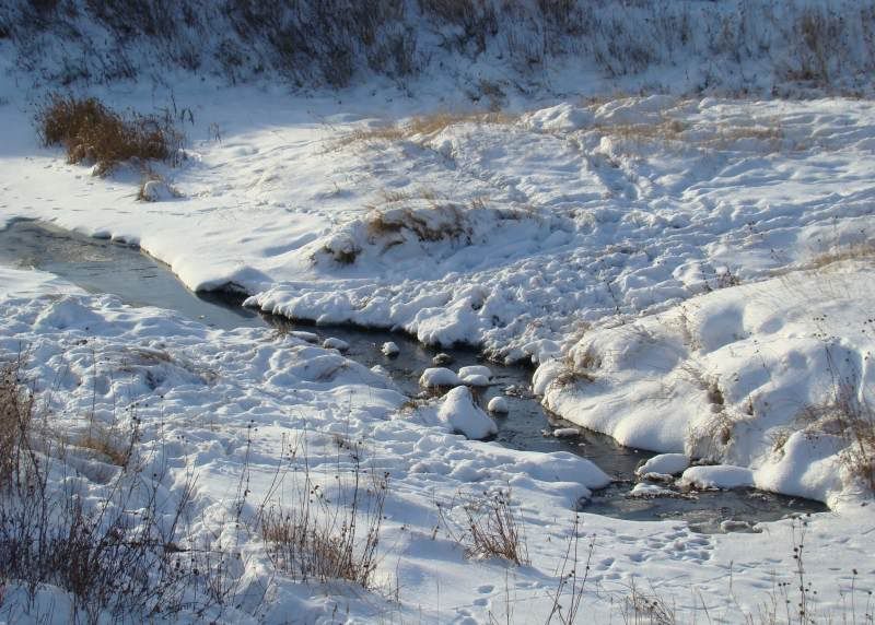 Moving Cows(photos) - Cattle