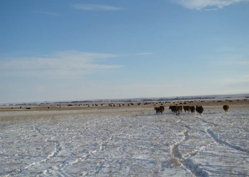 Moving Cows(photos) - Cattle