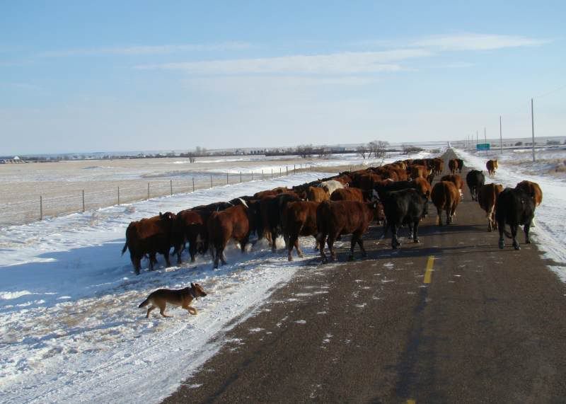 Moving Cows(photos) - Cattle