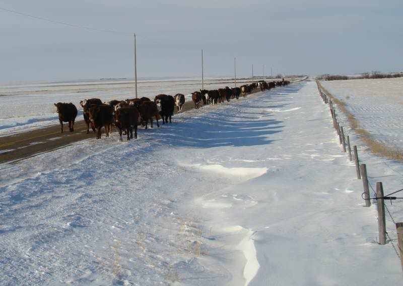 Moving Cows(photos) - Cattle