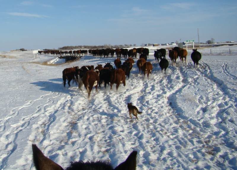 Moving Cows(photos) - Cattle