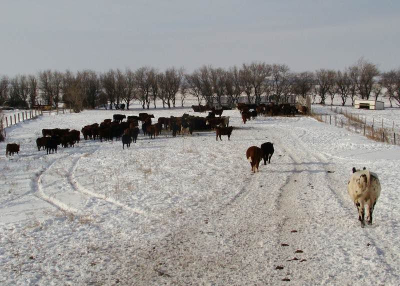 Moving Cows(photos) - Cattle
