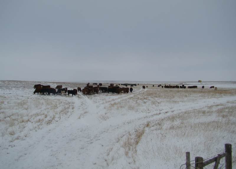 Moving Cows(photos) - Cattle