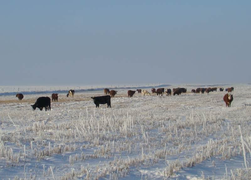 Feeding Cows (photos) - Cattle