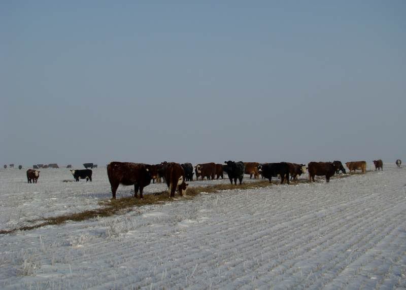 Feeding Cows (photos) - Cattle