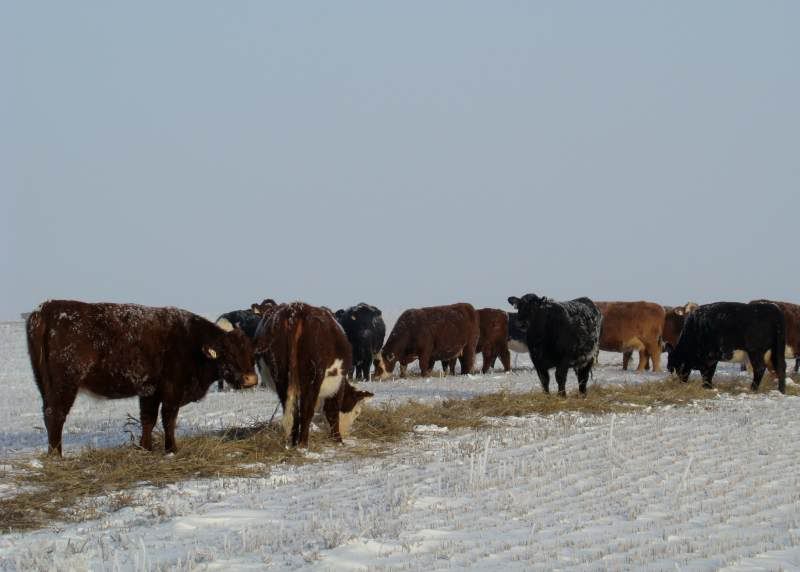 Feeding Cows (photos) - Cattle