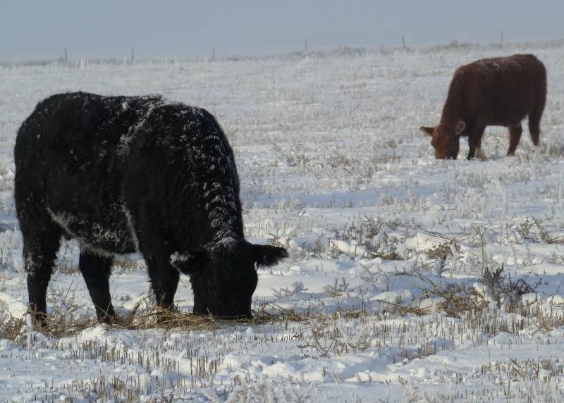 Feeding Cows (photos) - Cattle