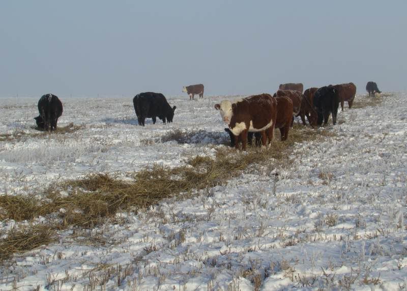 Feeding Cows (photos) - Cattle