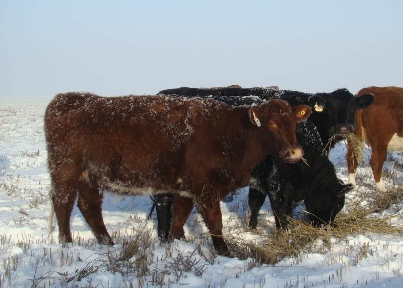 Shorthorn Cows (photos) - Cattle