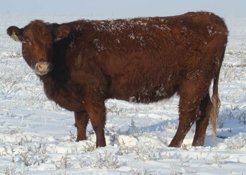 Shorthorn Cows (photos) - Cattle