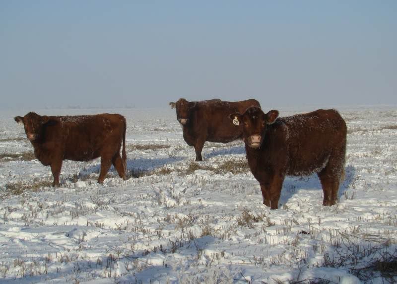 Feeding Cows (photos) - Cattle