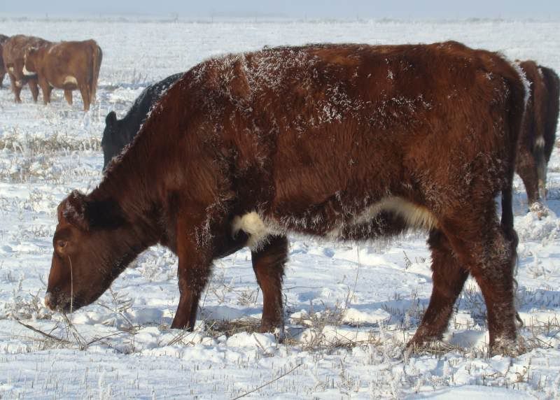 Shorthorn Cows (photos) - Cattle