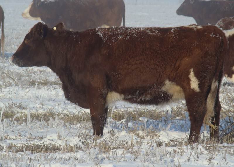 Shorthorn Cows (photos) - Cattle