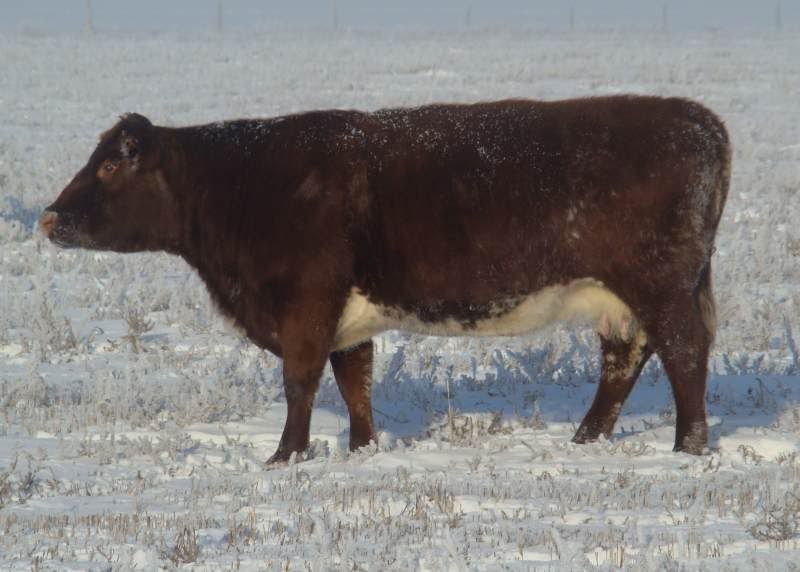 Shorthorn Cows (photos) - Cattle