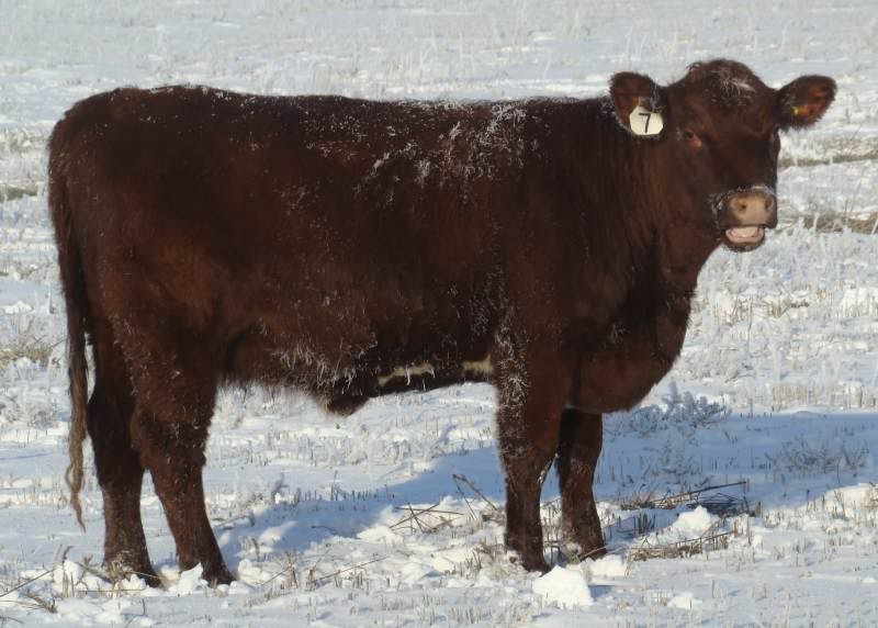 Shorthorn Cows (photos) - Cattle