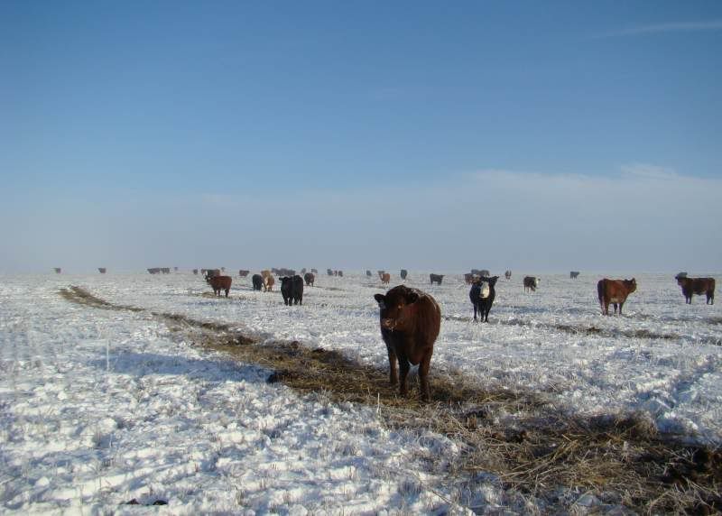 Feeding Cows (photos) - Cattle
