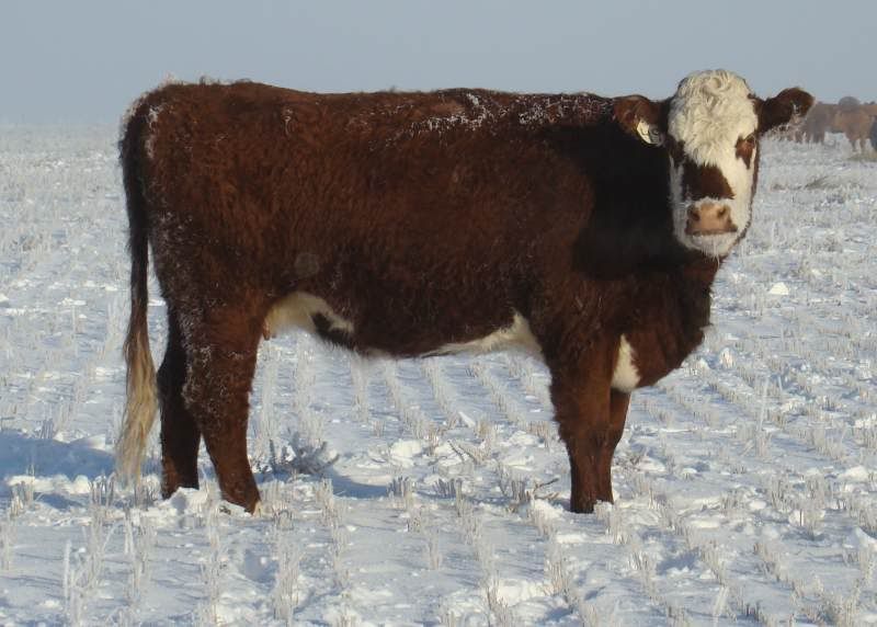 Shorthorn Cows (photos) - Cattle