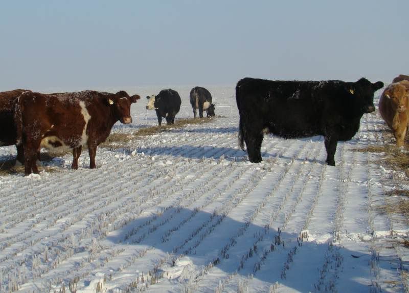 Shorthorn Cows (photos) - Cattle