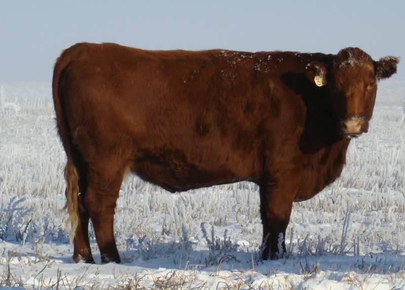 Shorthorn Cows (photos) - Cattle