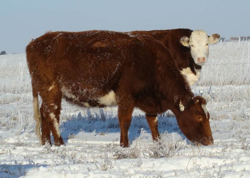 Shorthorn Cows (photos) - Cattle