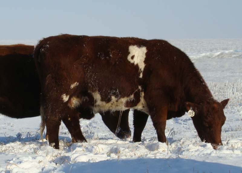Shorthorn Cows (photos) - Cattle