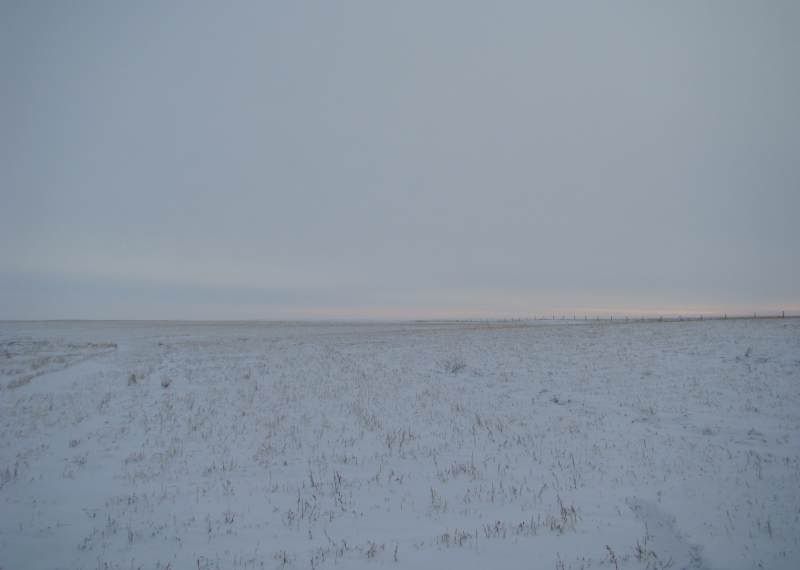 The Next 6 Weeks - Cattle