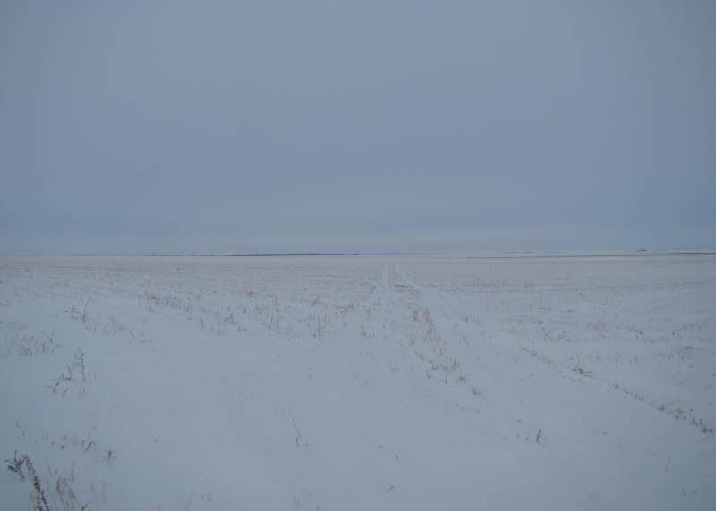 The Next 6 Weeks - Cattle