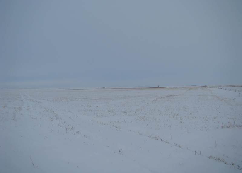 The Next 6 Weeks - Cattle