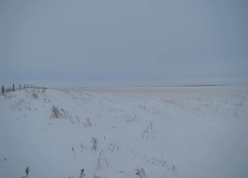 The Next 6 Weeks - Cattle