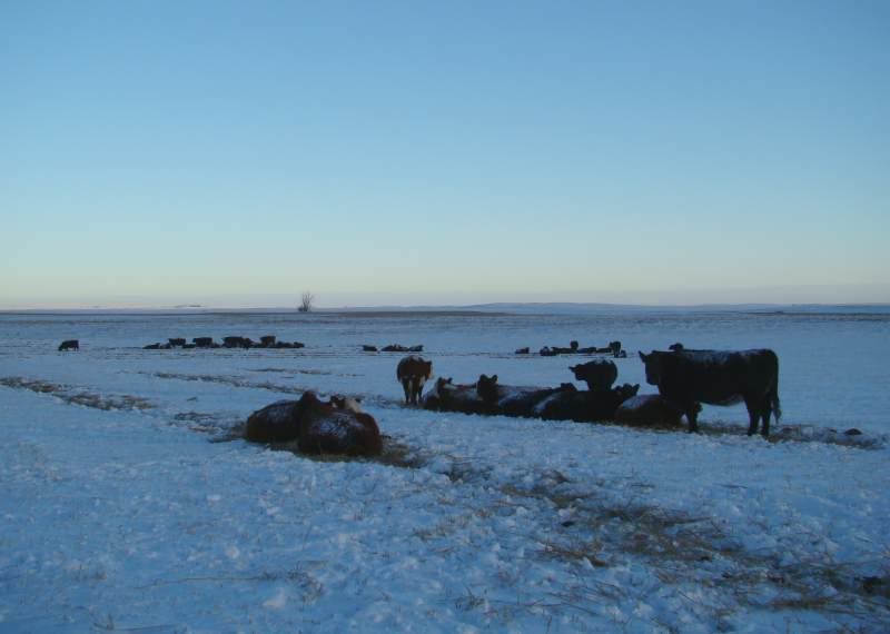 The Next 6 Weeks - Cattle